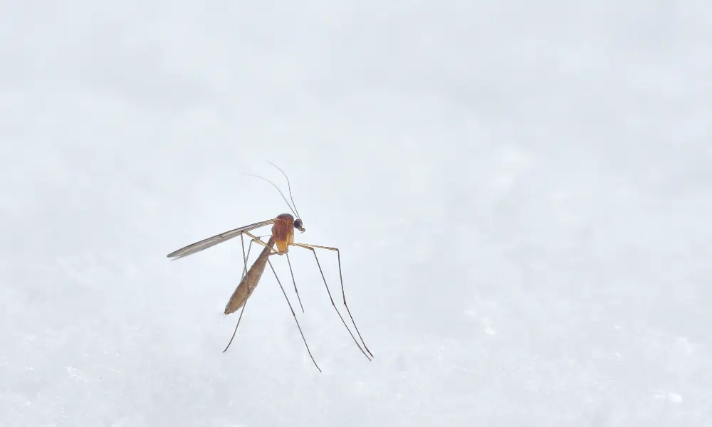 Bild von Muecke - fuer Mueckenspray